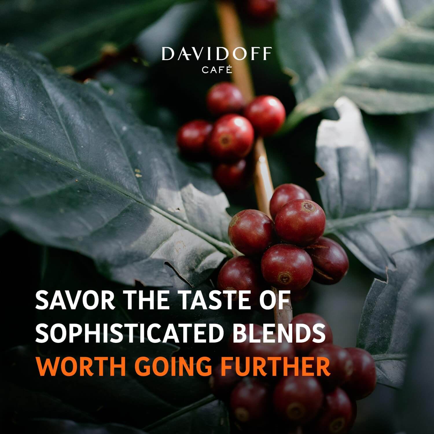 AT COFFEE 100g×4 Amazon.com : Davidoff Cafe Rich Aroma Instant Coffee, 100